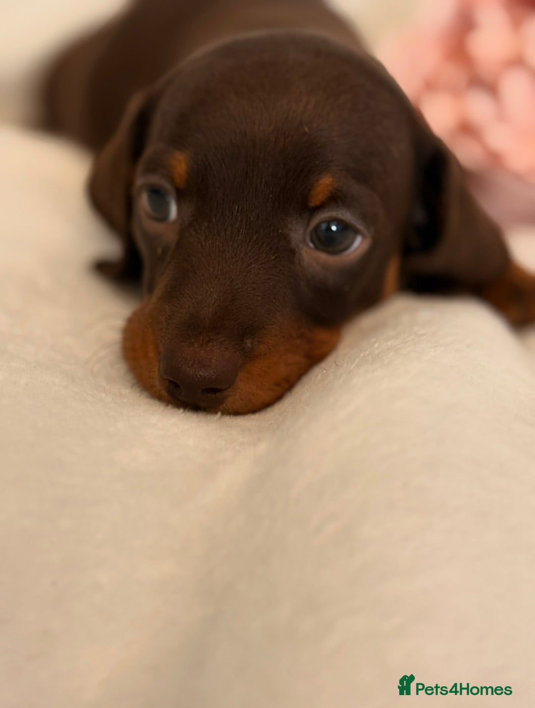 Miniature Dachshund dogs for sale: Stunning miniature dachshunds - tiny parents  - Image 11