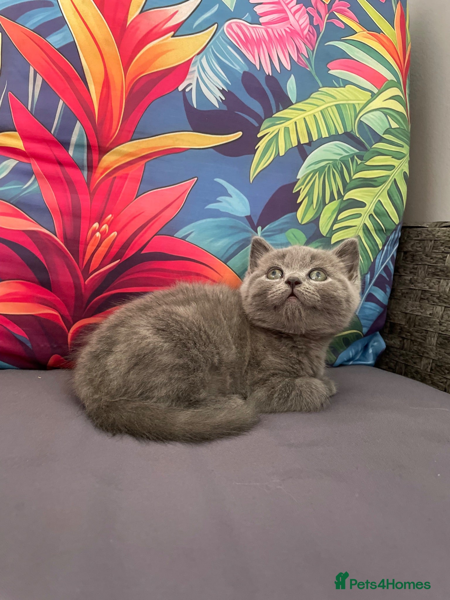 British Shorthair cats Bsh mix kittens  - Advert 1