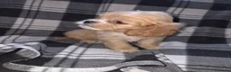Cava Tzu dogs for sale: Cava Tzu pups - Advert 4