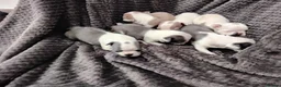Boston Terrier dogs for sale: 6 beautiful Boston  - Advert 10