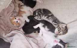 Mixed Breed cats for sale: Kittens are looking for homes  - Image 8