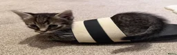 Mixed Breed cats for sale: Mixed breed black stripped female kitten - Advert 3