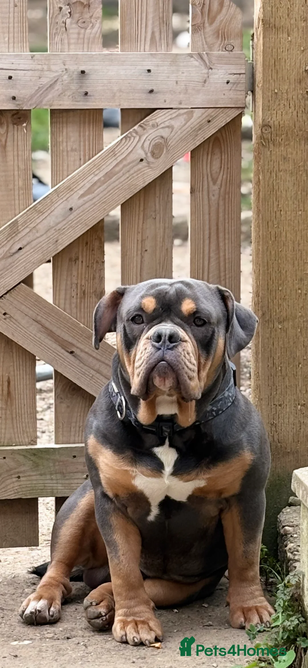 Olde English Bulldogge dogs for stud: Olde English bulldog for studding  - Advert 1