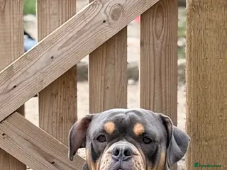 Olde English Bulldogge dogs Olde English bulldog for studding - Advert 3