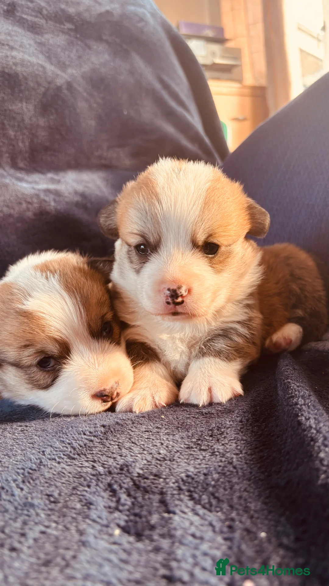 Welsh Corgi Pembroke dogs for sale: Welsh Pembrokeshire corgi puppies in Chester - Advert 1