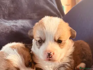 Welsh Corgi Pembroke dogs Welsh Pembrokeshire corgi puppies - Advert 4
