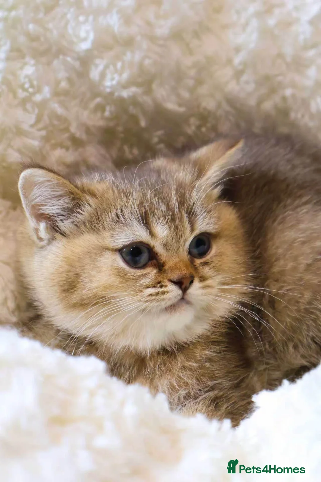 British Shorthair cats for sale: Super cute British short hair  - Advert 1