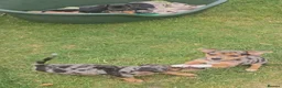 Jack Russell dogs for sale: JACK RUSSELL PUPPIES - Advert 6