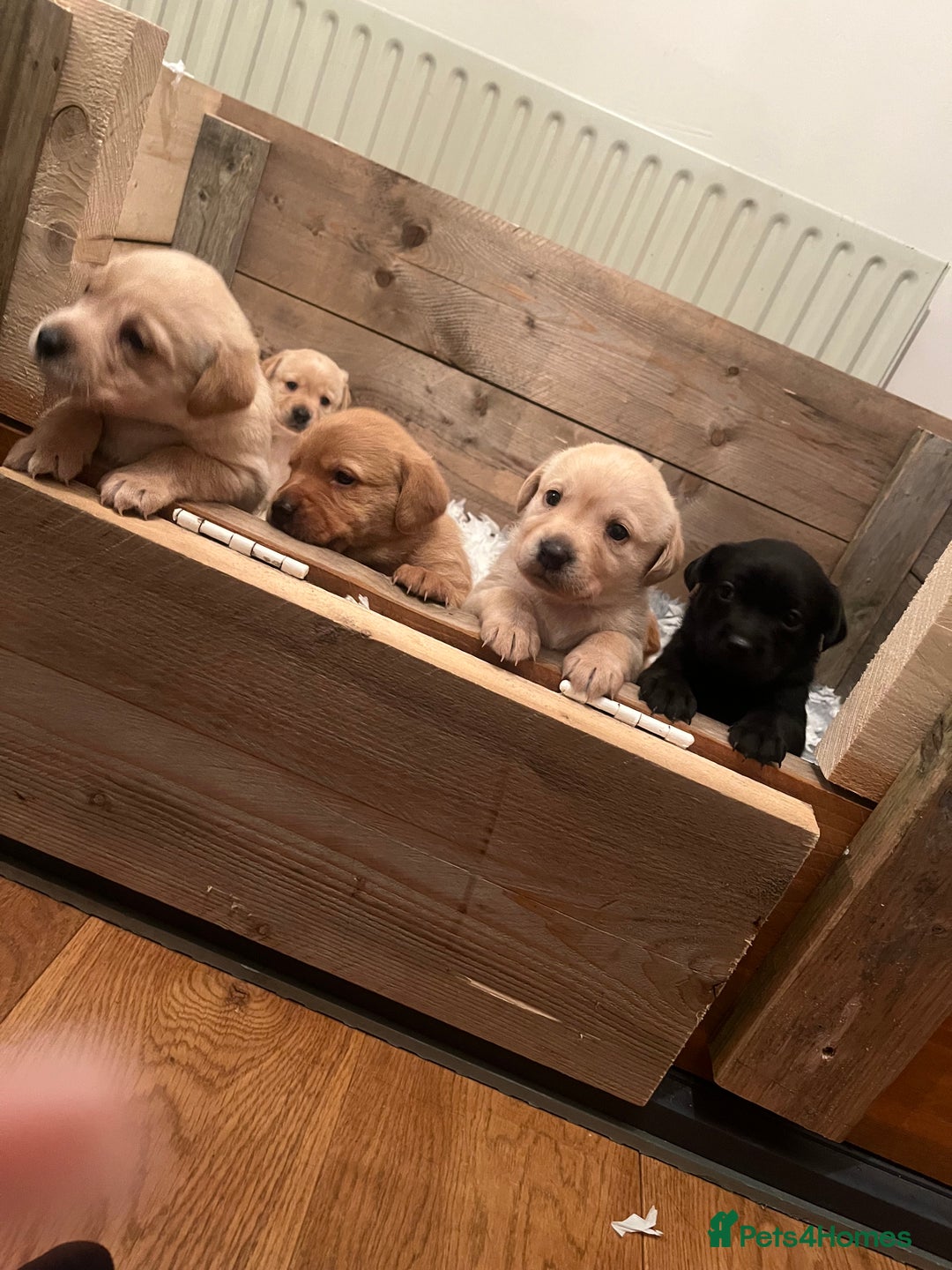 Labrador Retriever dogs for sale: Labrador Puppies - Advert 3