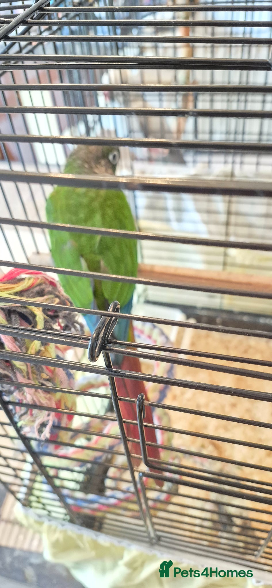 Conures birds Conure and ring neck - Advert 1