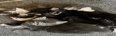 Mixed Breed 2