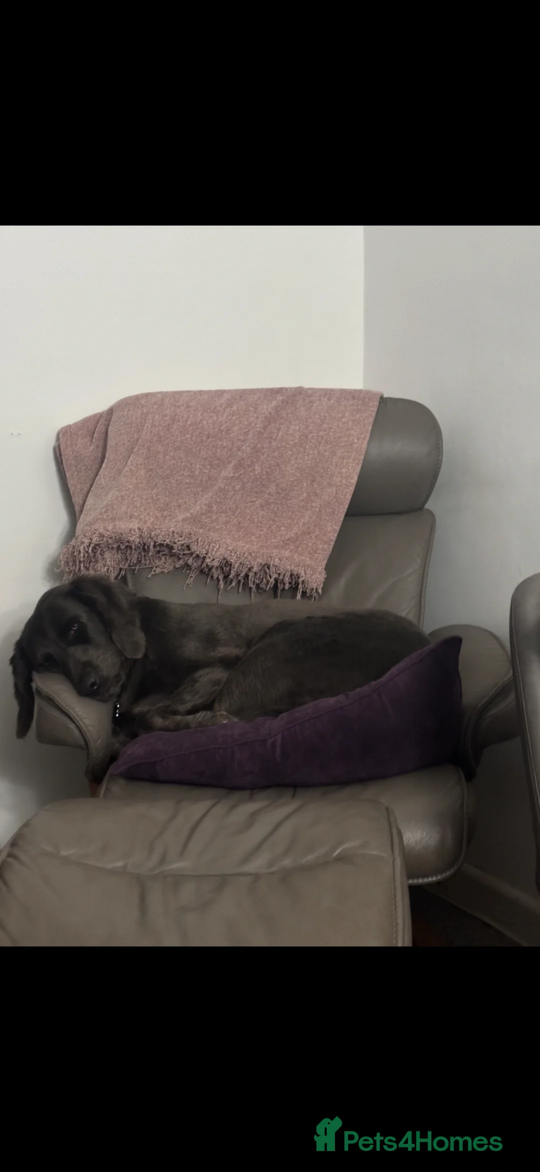 Weimaraner dogs for adoption: Beautiful Blue long haired female Weimaraner - Advert 10