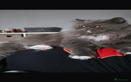 British Longhair cats for sale: British long haired Cross  - Image 3