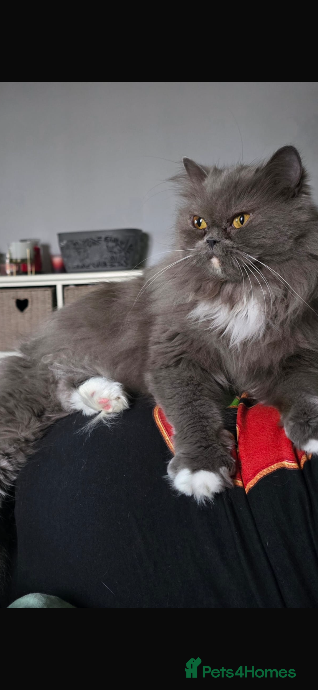 British Longhair cats for sale: British long haired Cross  - Image 3