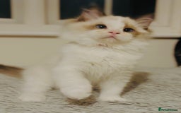 Ragdoll cats for sale: 💙🐾Tica full Pedigree🐾EU Ragdoll 🐱🐾DNA Clear - Image 28