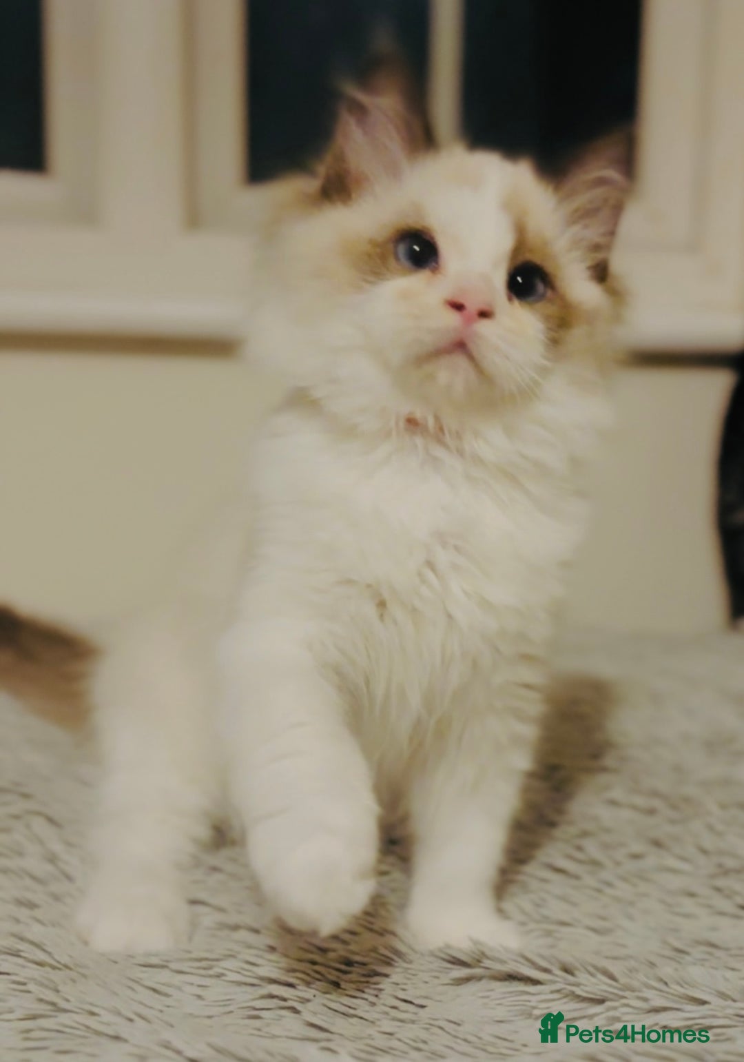 Ragdoll cats for sale: 💙🐾Tica full Pedigree🐾EU Ragdoll 🐱🐾DNA Clear - Image 28