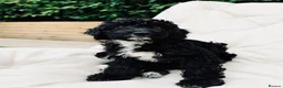 Sproodle dogs for sale: Stunning F1 Sproodles  - Advert 23