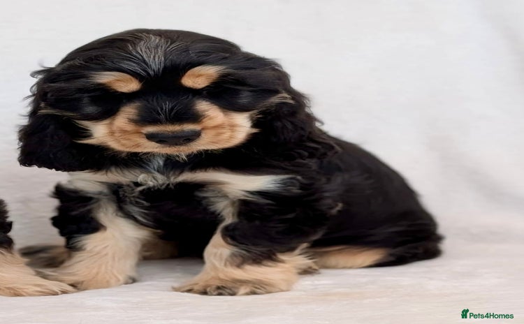 Cocker Spaniel dogs - Advert 2
