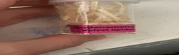Mixed Breed invertebrates for sale: Mixed Centipede, mantis, and spiders  - Advert 4
