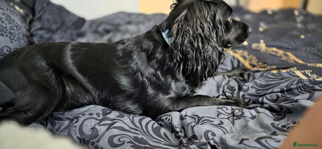 Cocker Spaniel dogs for stud: Cocker spaniel stud - Advert 2