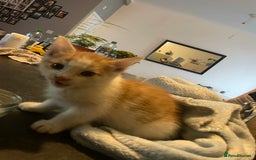 British Shorthair cats for sale: Male ginger for sale  - Image 7