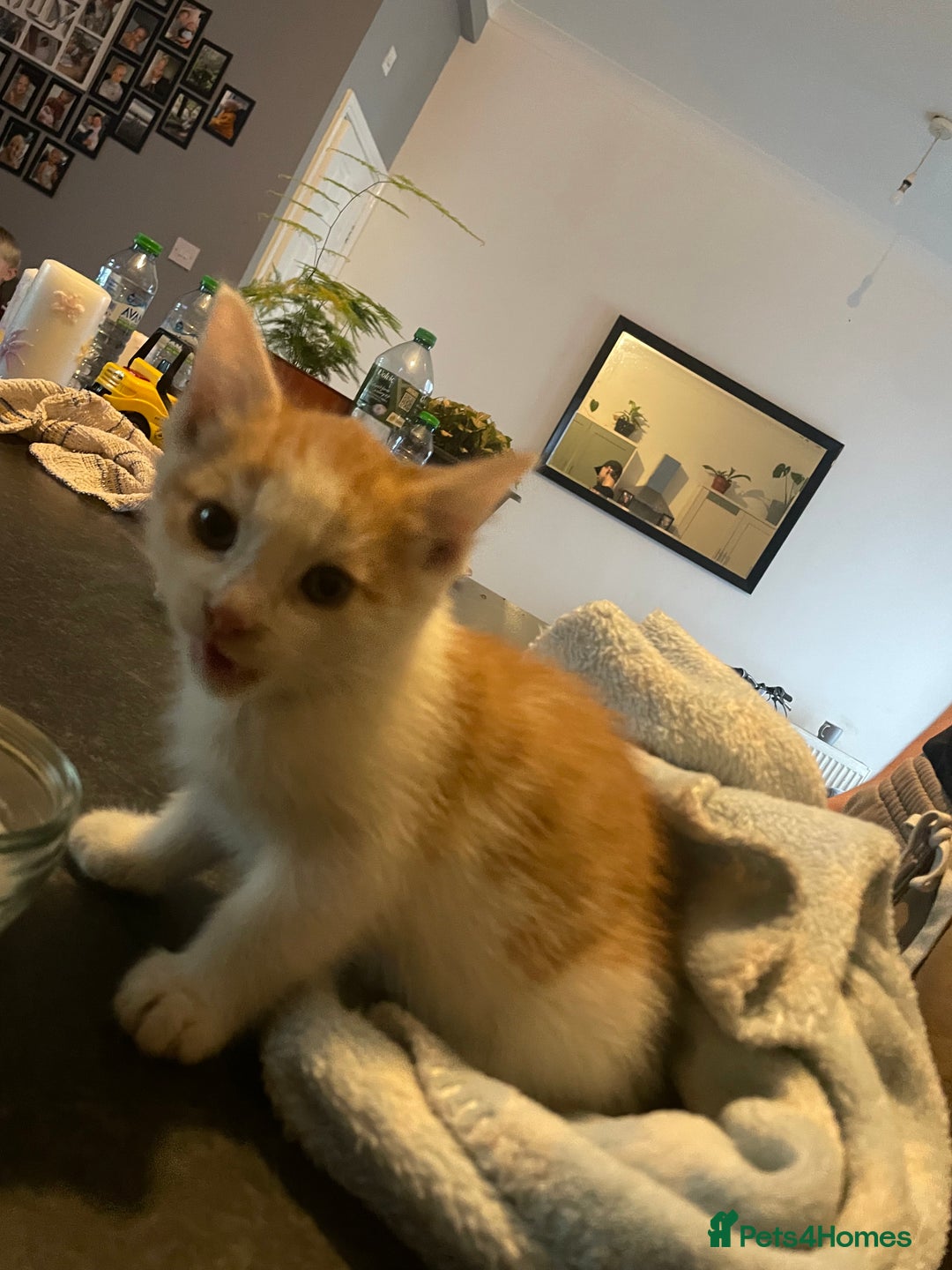 British Shorthair cats for sale: Male ginger for sale  - Image 7