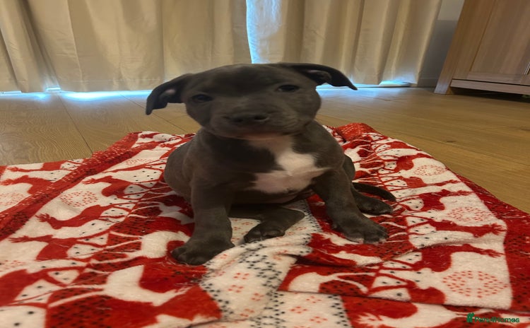 Staffordshire Bull Terrier dogs - Advert 4