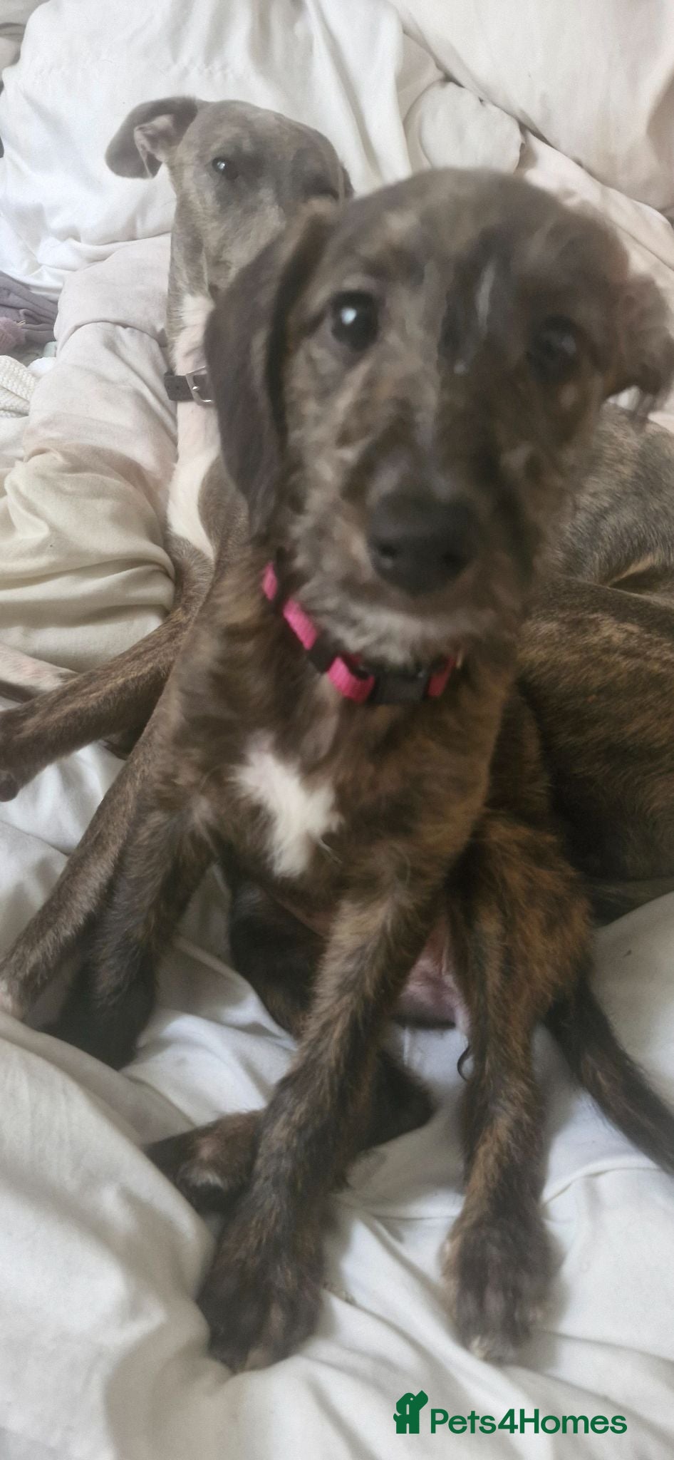 Mixed Breed dogs F1 Bedlington Whippets (beddy whippets) - Advert 1