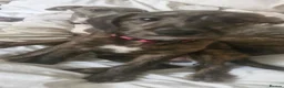 Mixed Breed dogs for sale: F1 Bedlington Whippets (beddy whippets) - Advert 1