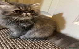 Persian cats for sale: Classic Blue Persian Tabby Ark Star blood line  - Image 2
