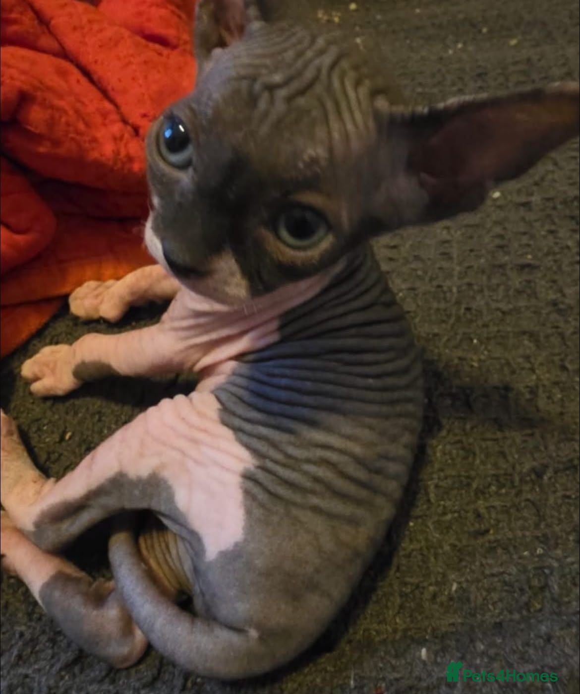 Sphynx cats Sphynx  - Advert 1