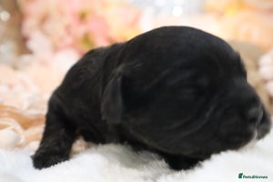 Cavapoo dogs - Advert 3