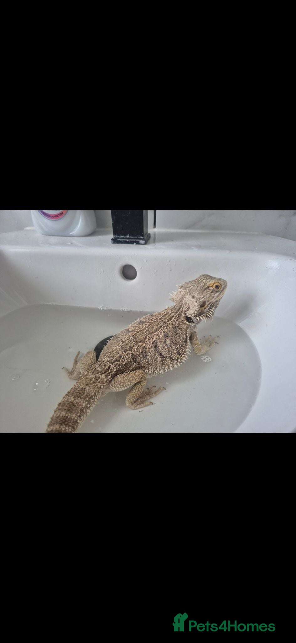 Bearded Dragon reptiles Cuddly Bearded Dragon looking for home - Advert 9