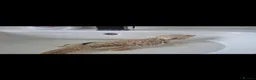 Bearded Dragon reptiles for sale: Cuddly Bearded Dragon looking for home in Southsea - Advert 1