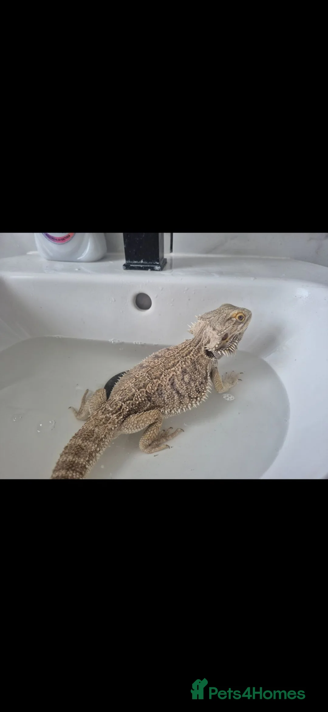 Bearded Dragon reptiles for sale: Cuddly Bearded Dragon looking for home in Southsea - Advert 1