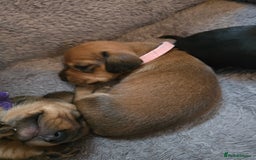 Miniature Dachshund dogs for sale: Miniature Dachshunds Seeking Forever Homes - Image 4