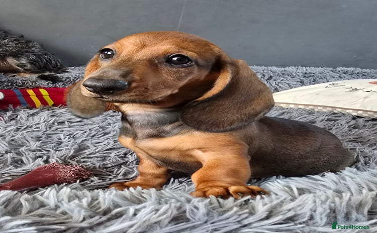 Dachshund dogs in Boston - Advert 6