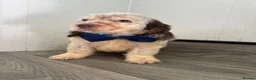 Cockapoo dogs for sale: Beautiful cockapoo puppys - Advert 11