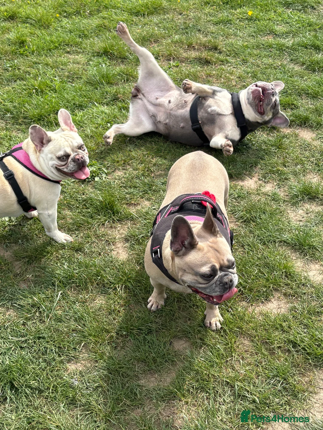 Gallery Image {{count}}