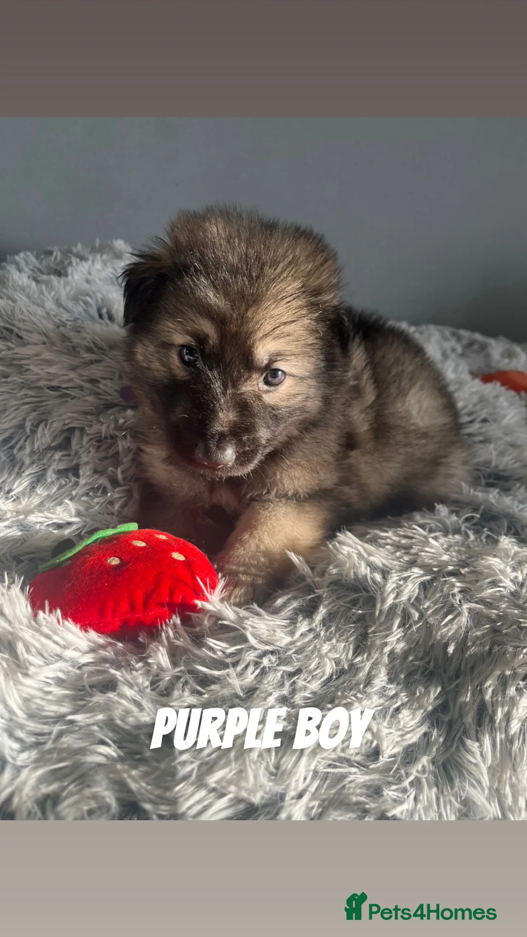 German Shepherd dogs for sale: Beautiful KC Reg Straight Back German Shepherds🐾 - Advert 32