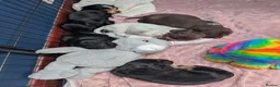 Cocker Spaniel dogs for sale: Working cocker spaniel pups 1 black girl - Advert 9