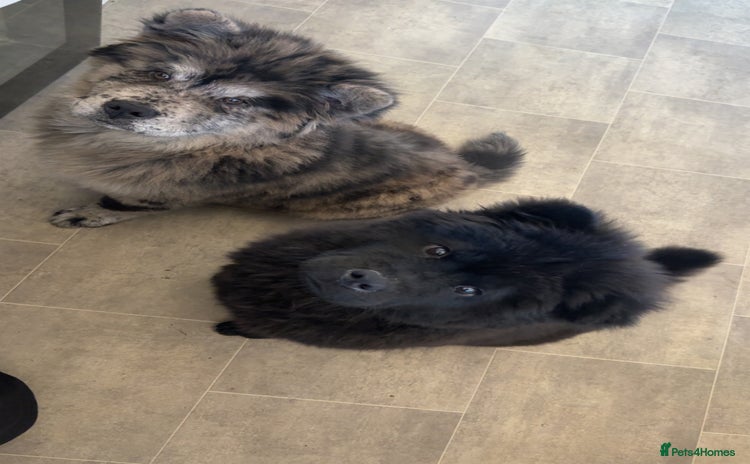 Chow Chow dogs - Advert 6