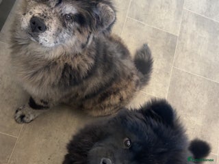 Chow Chow dogs - Advert 35