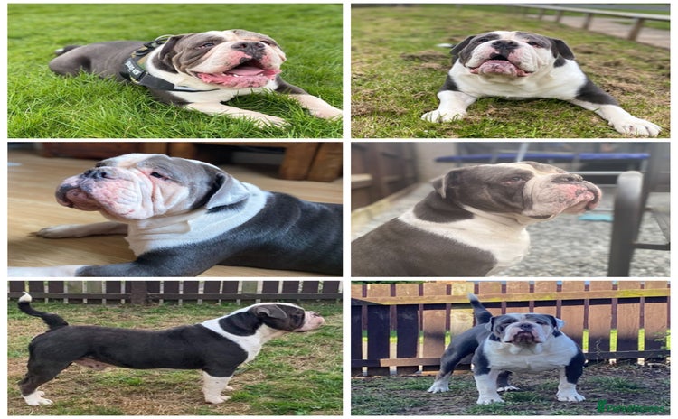 Olde English Bulldogge dogs - Advert 2