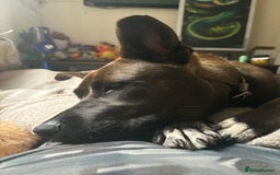 Mixed Breed dogs for sale: Cane Corso Cross  - Image 3