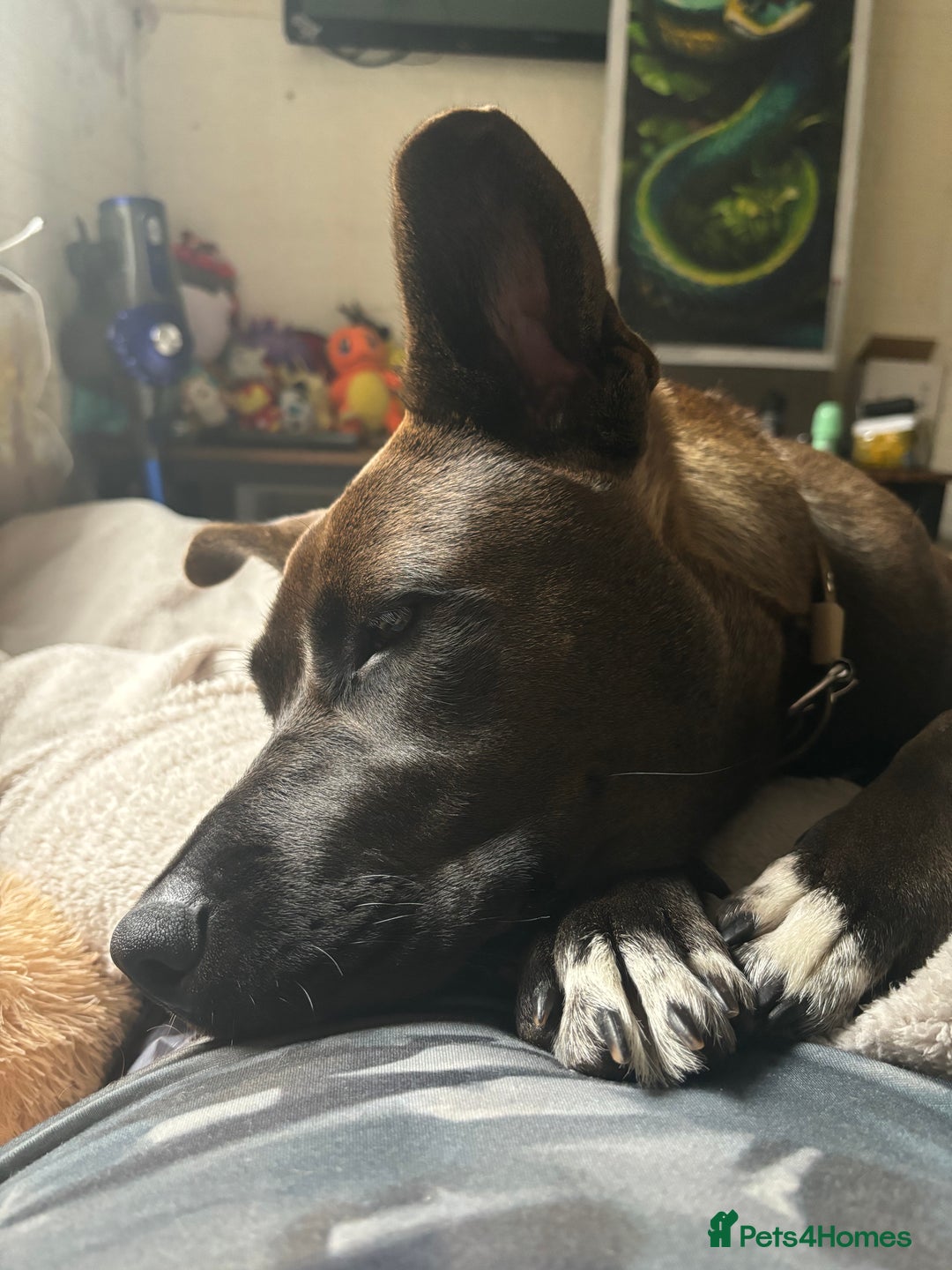 Mixed Breed dogs for sale: Cane Corso Cross  - Image 3