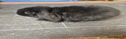 Mini Lop rabbits for sale: Baby mini lop rabbits - Advert 3