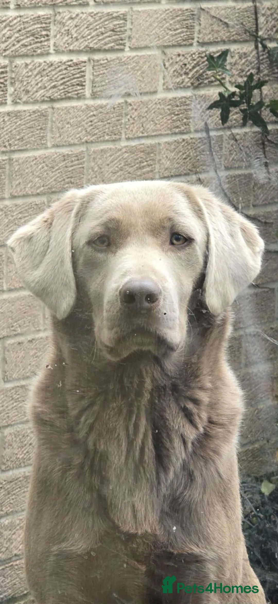 Labrador Retriever dogs for sale: Silver labrador puppies KC registered  - Advert 6