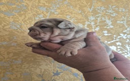 English Bulldog dogs for sale: Merle British Bulldog Pup's  - Image 7