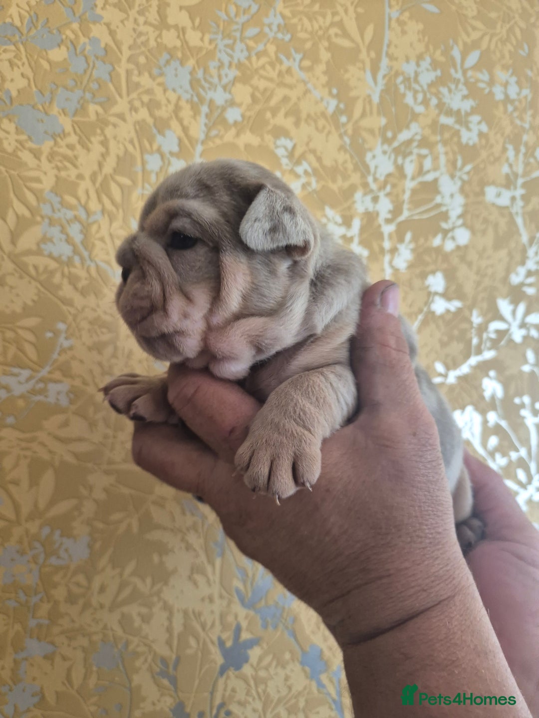 English Bulldog dogs for sale: Merle British Bulldog Pup's  - Image 7